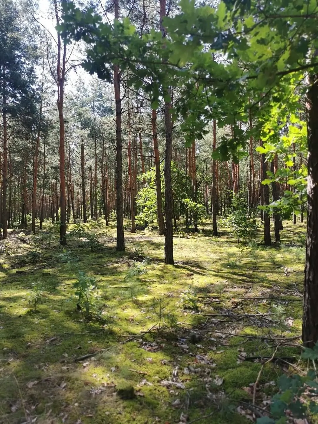 Apartament Ludowy w Siedlisku pod Orzechem Przyłęk – Zwoleń, Polonia