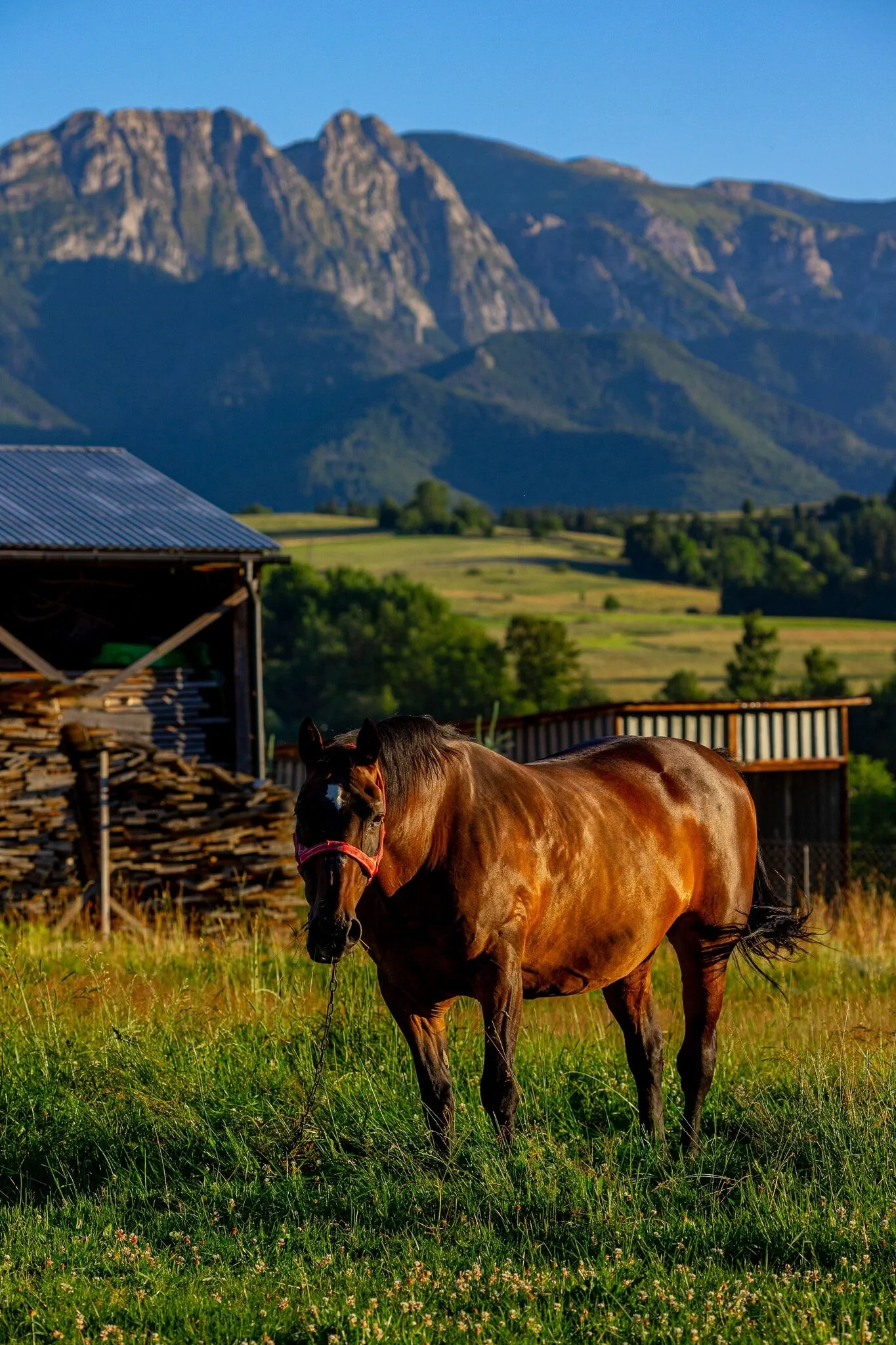Siedlisko u Magdy Zakopane - Pokoje i Domek z widokiem na Tatry – Zakopane, Polonia