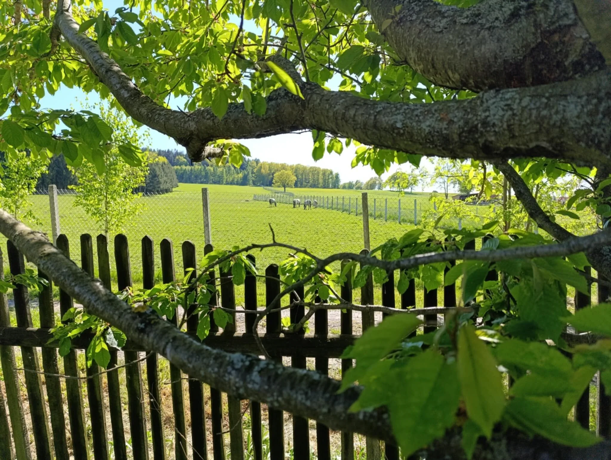 Agroturystyka błogoStany, dawniej Leszczynki Stankowice - foto 5