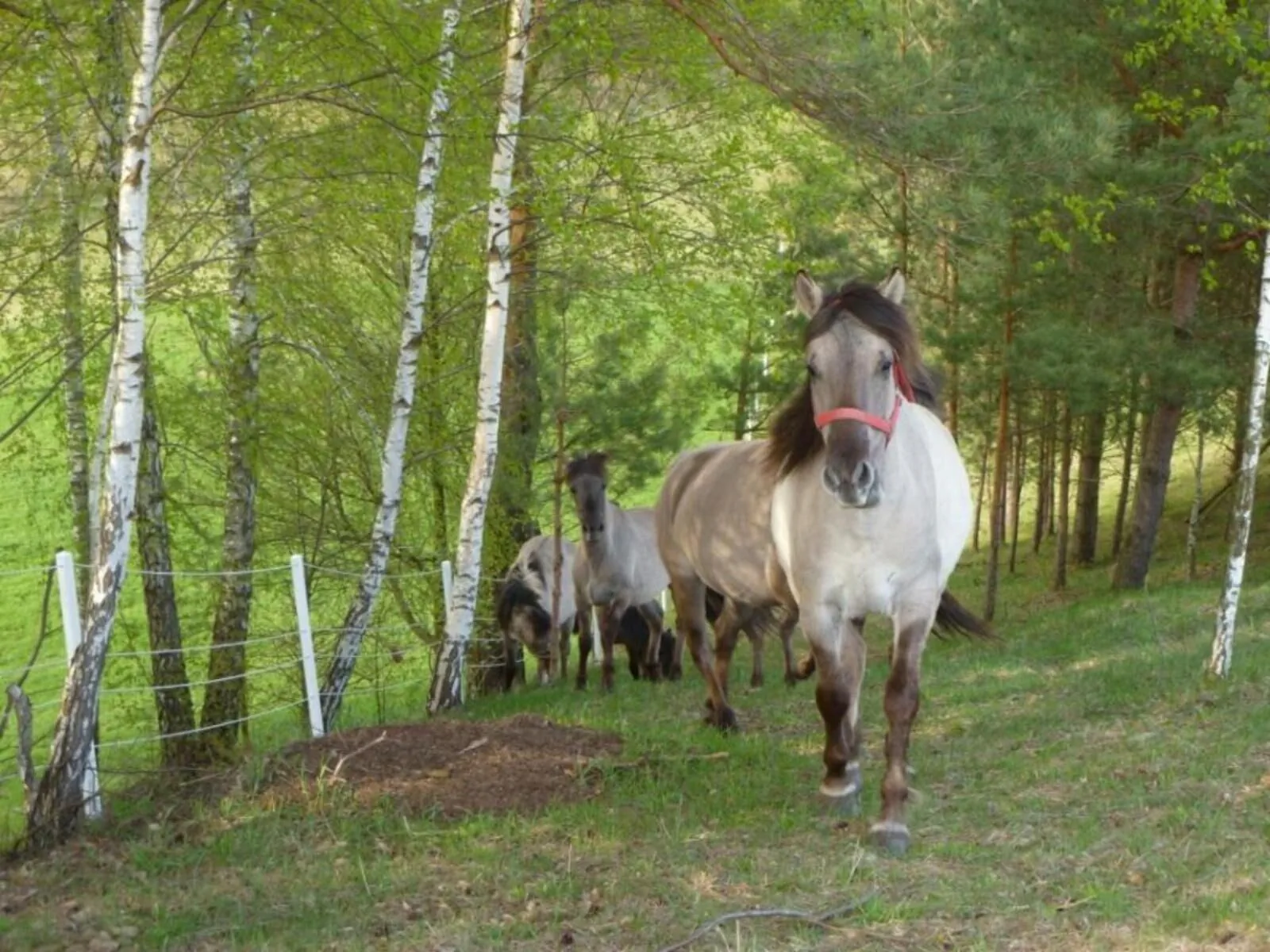 Dworek Zielone Wzgórza nad Jeziorem Postawele – Suwałki, Polonia