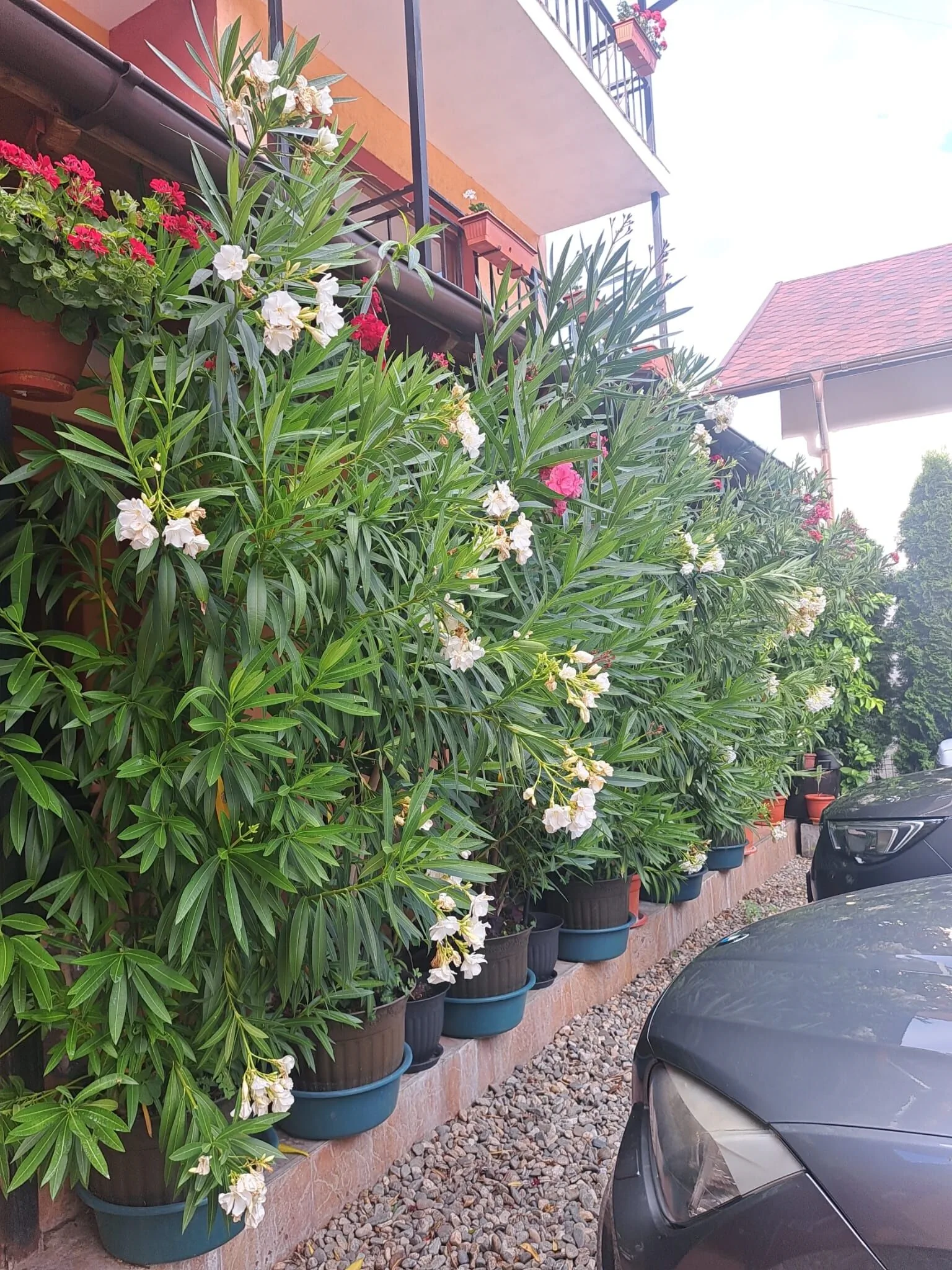 Vila Rozmarin Băile Olăneşti - foto 5