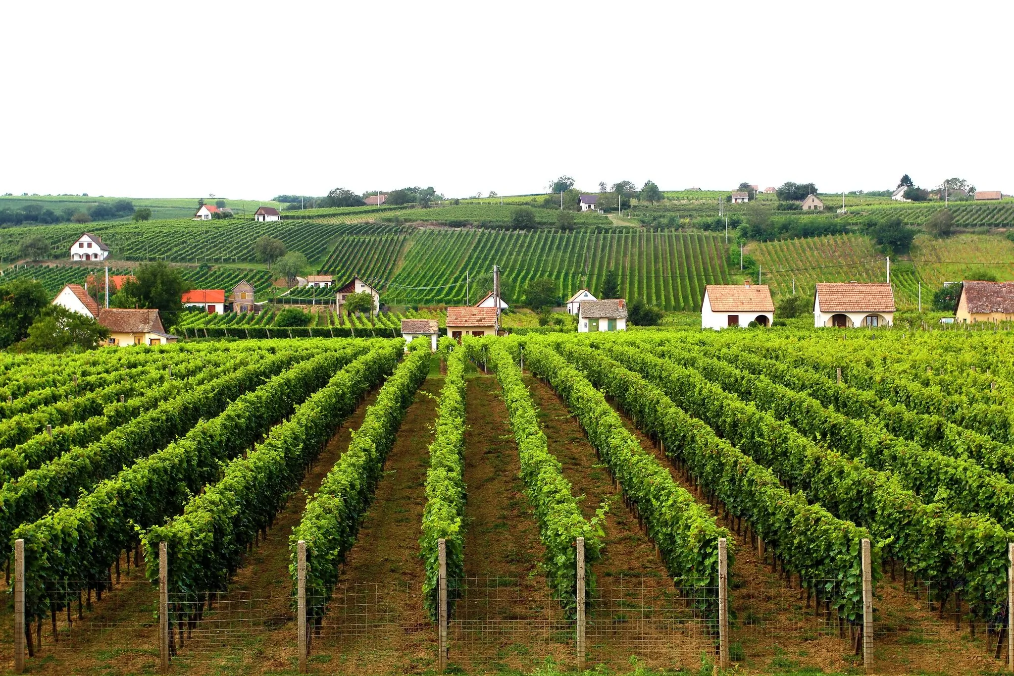 Vojtek Pince Vendégház Villány – Villány, Ungaria