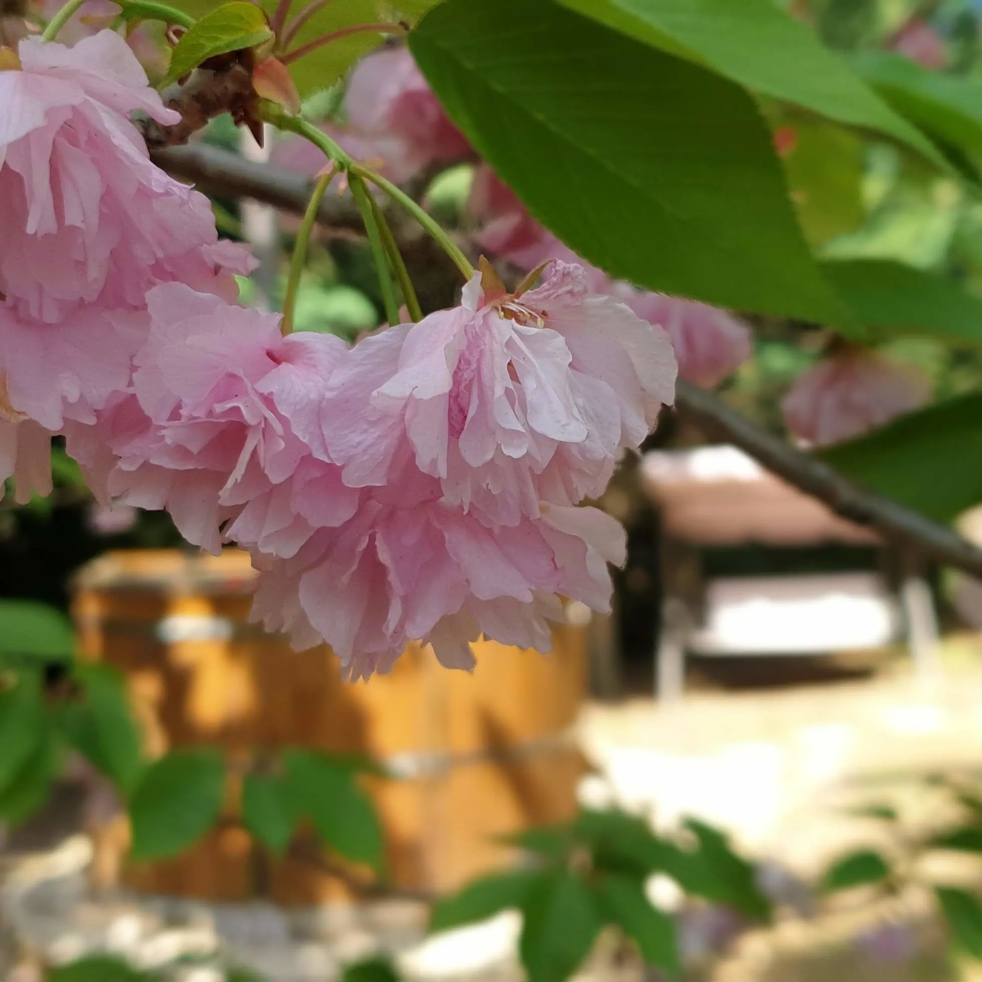 Aralica Parasztház Siklós – Siklós, Ungaria