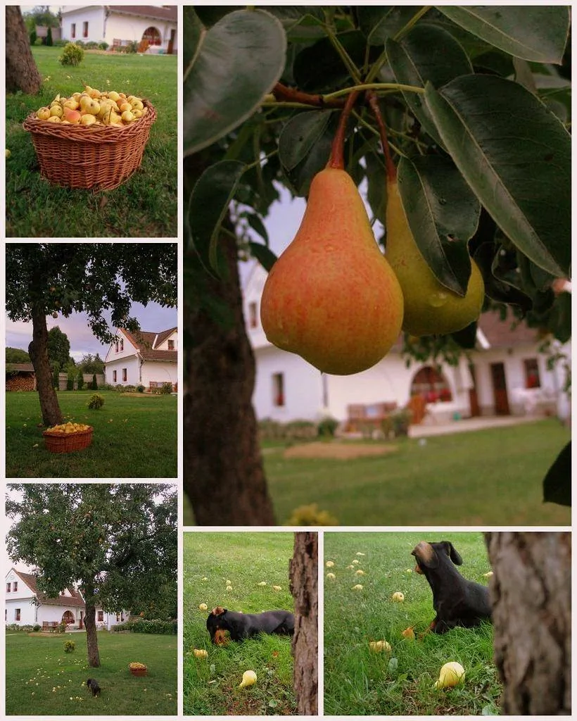Király Ház Magyarpolány - foto 9