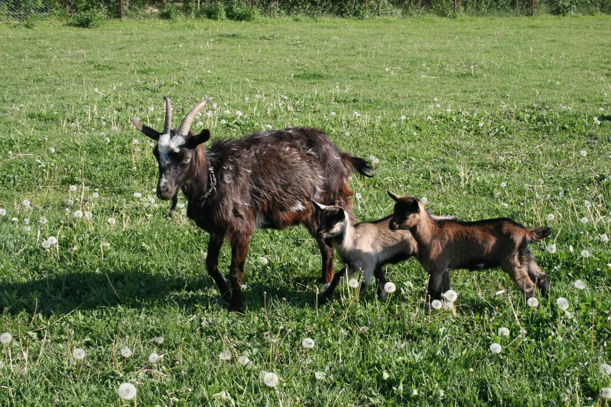 Malomdűlő Farmház Pilisborosjenő – Pilisborosjenő, Maďarsko
