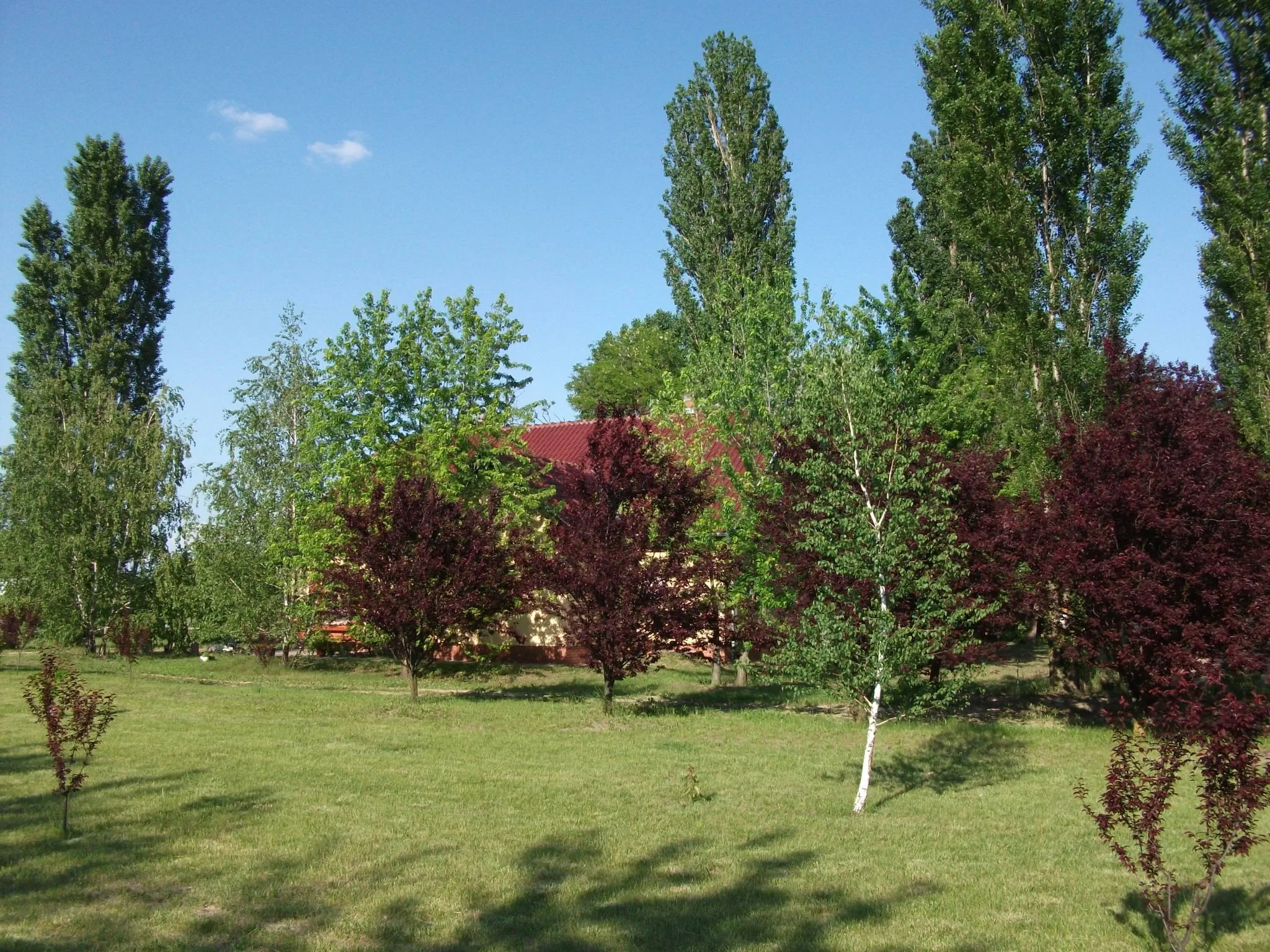 Páva Vendégház Mórahalom - foto 3