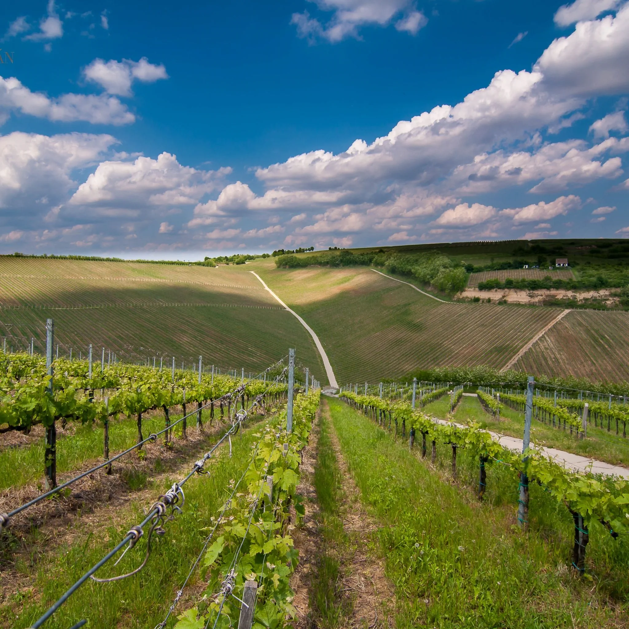 Reitz Vendégház Villány – Villány, Ungaria