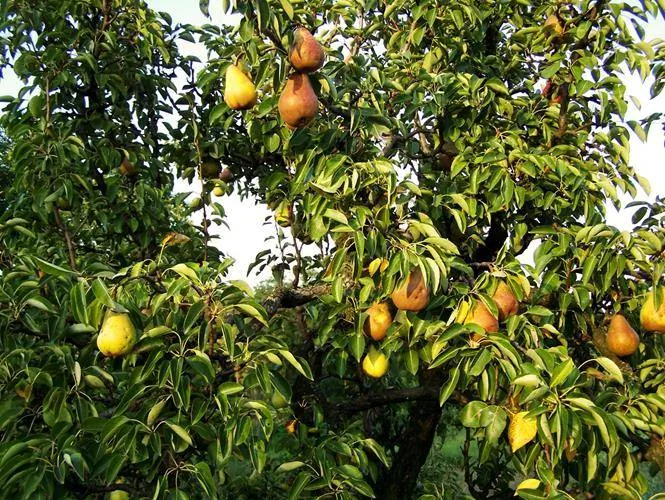 Gyümölcsliget Vendégház Csehimindszent - foto 2