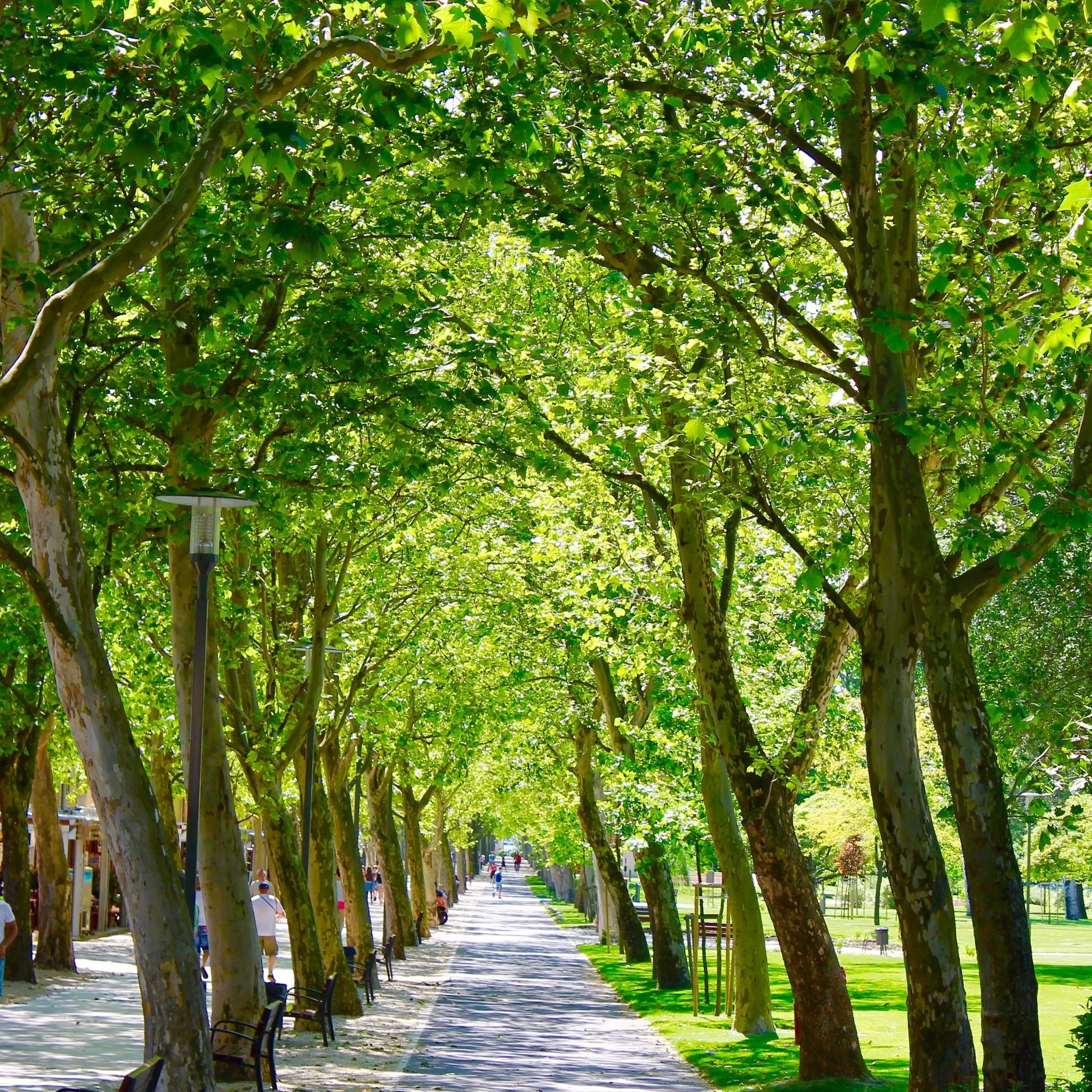 Rózsaház Balatonfüred - foto 6