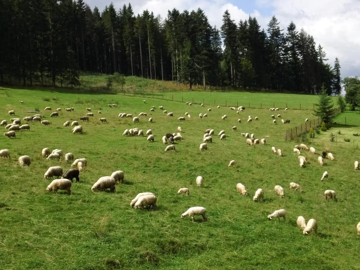 Willa Pod Smrekami Zakopane – Zakopane, Polsko