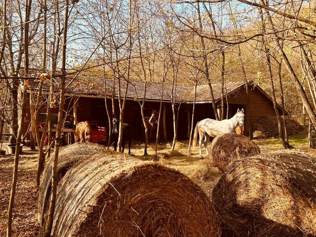 Bercel Kastély Vendégház – Bercel, Maďarsko