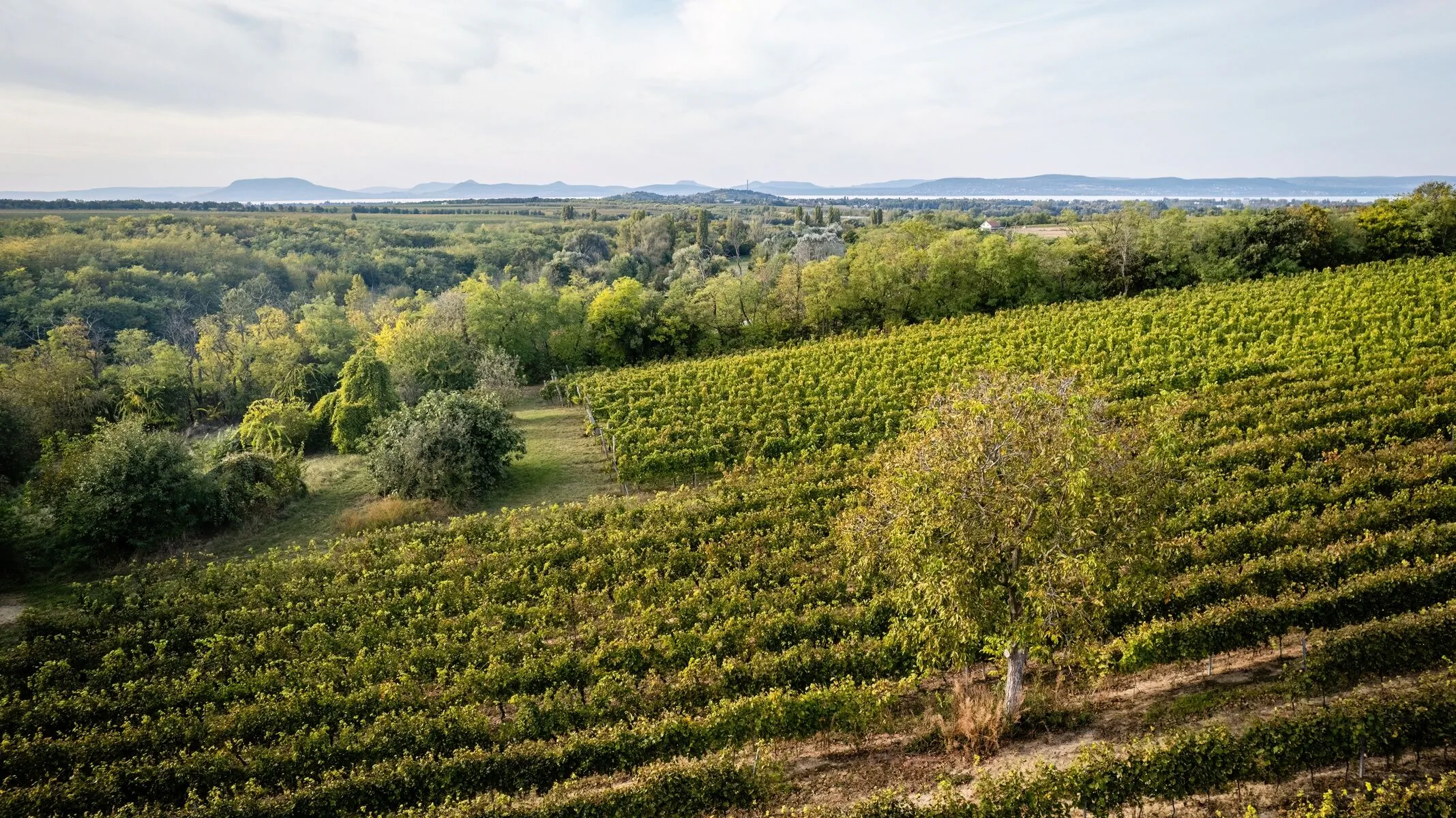Pócz Pincészet Vendégház Balatonlelle – Balatonlelle, Ungaria