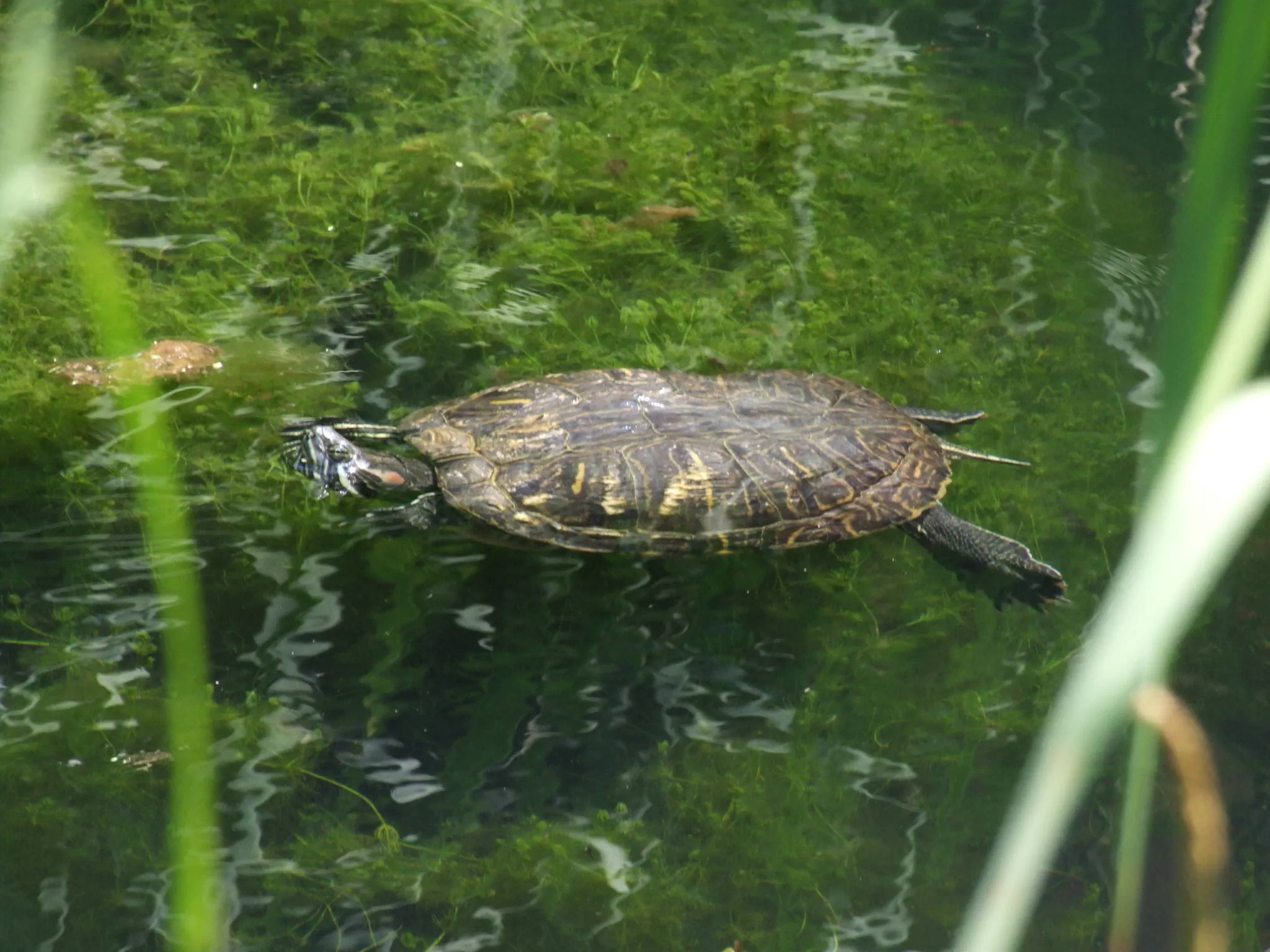 Kismélyvölgyi Vendégház Pécs – Pécs, Ungaria