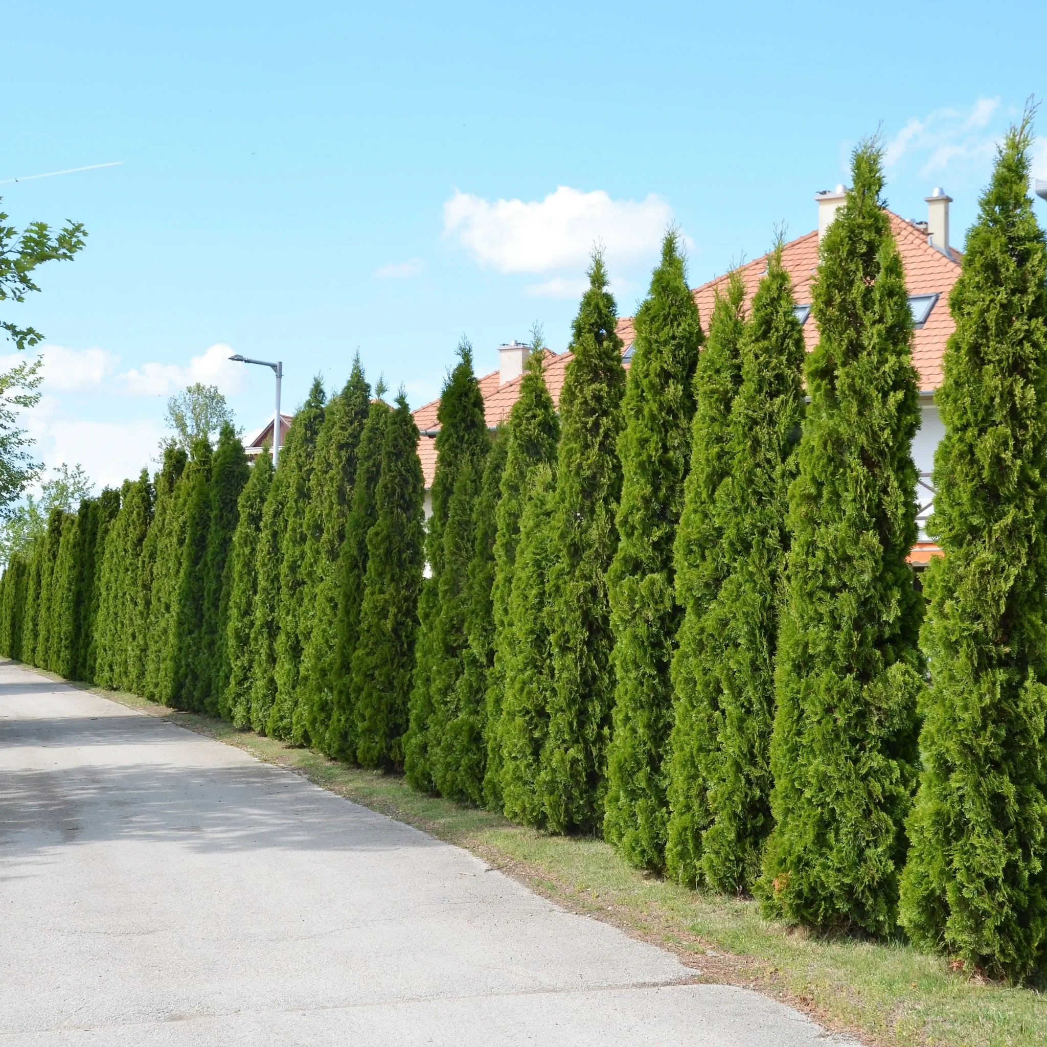 Vadszilva Apartman Balatonőszöd - foto 9