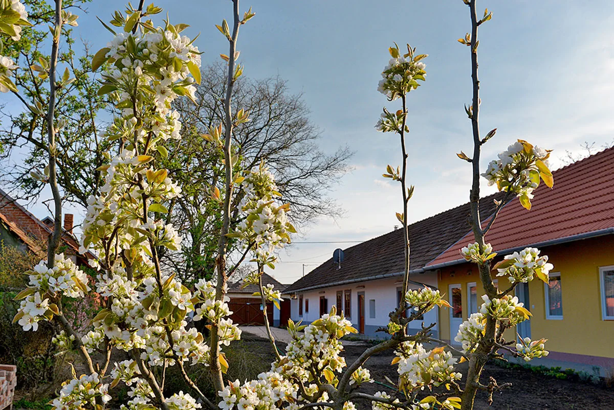 Rigófütty Vendégház Tiszaalpár – Tiszaalpár, Ungaria