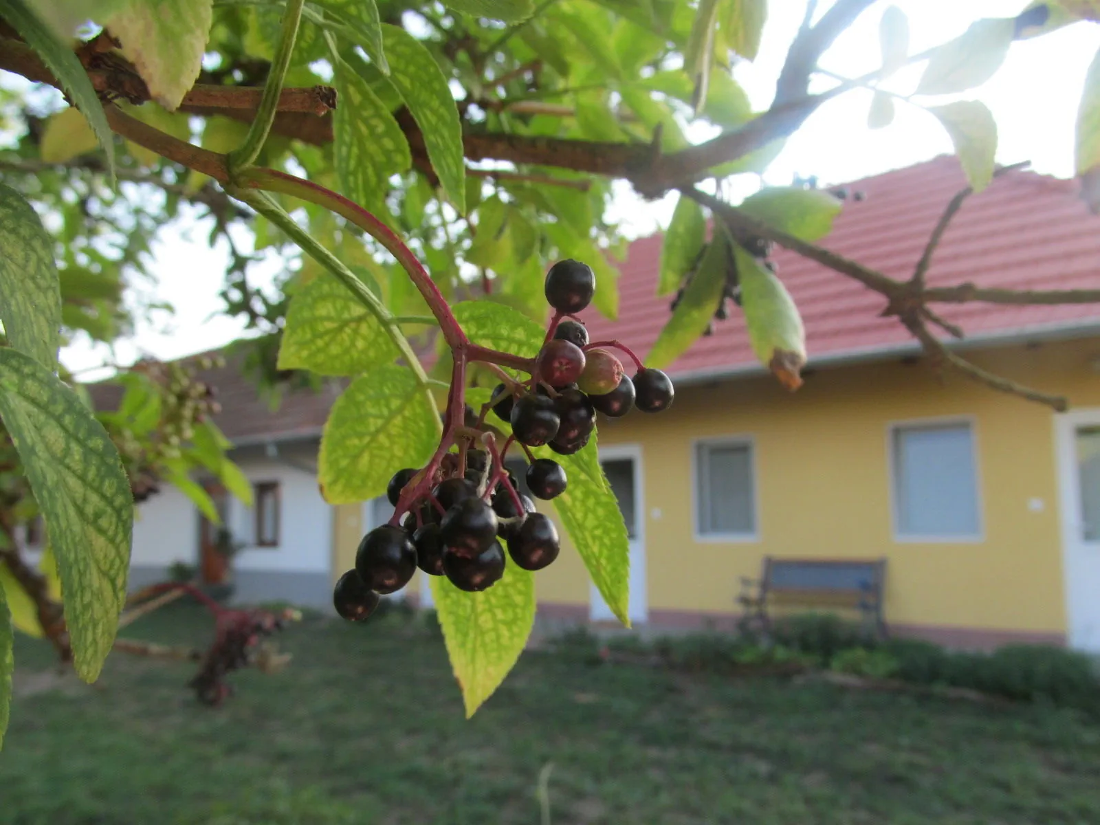 Rigófütty Vendégház Tiszaalpár – Tiszaalpár, Ungaria