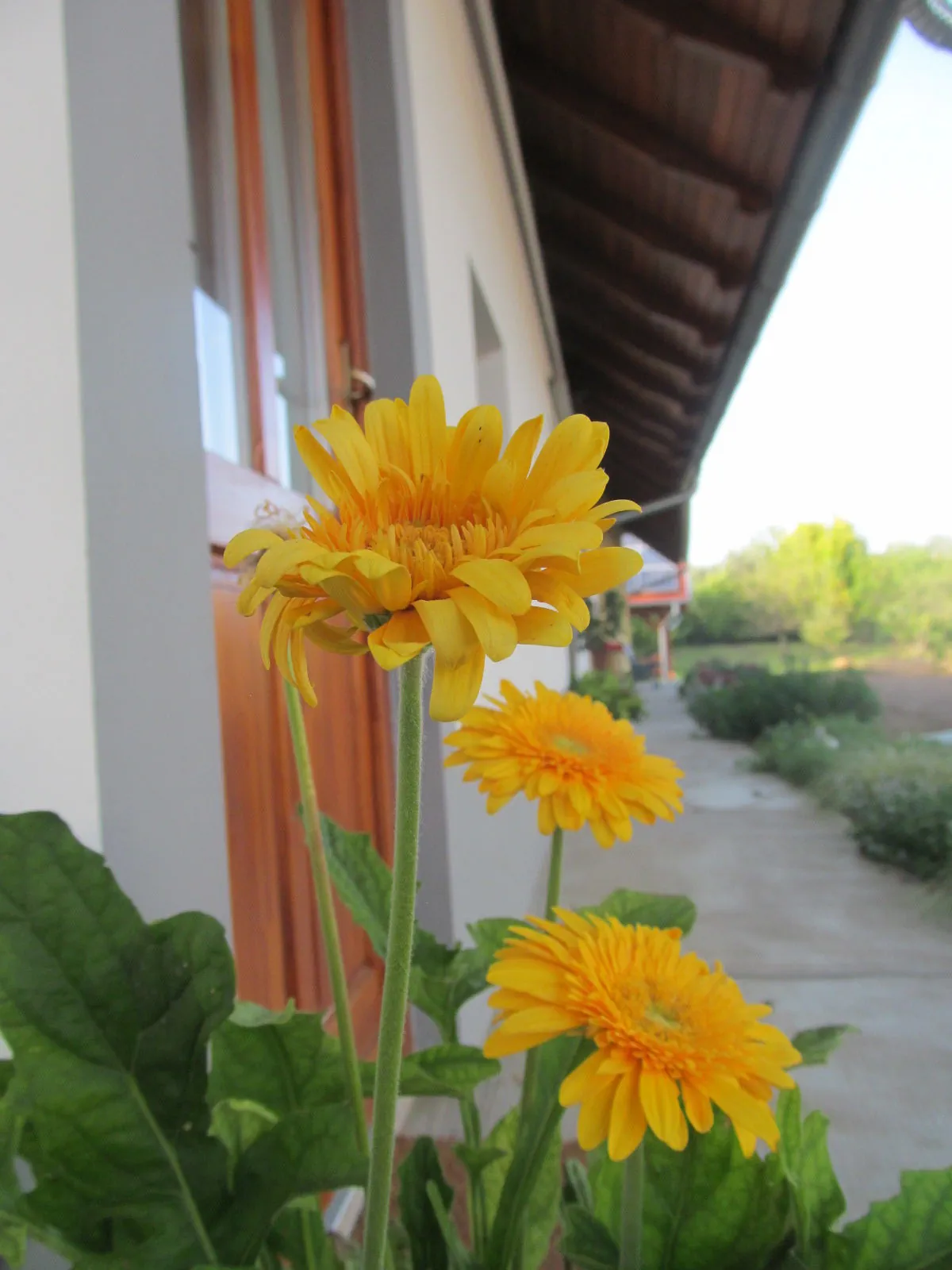 Rigófütty Vendégház Tiszaalpár – Tiszaalpár, Ungaria