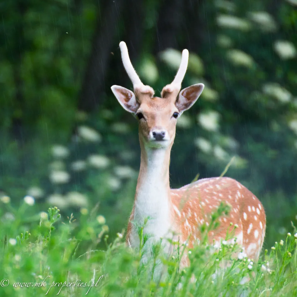 Domek letniskowy Miła Dolina Miłakowo – Miłakowo, Polonia