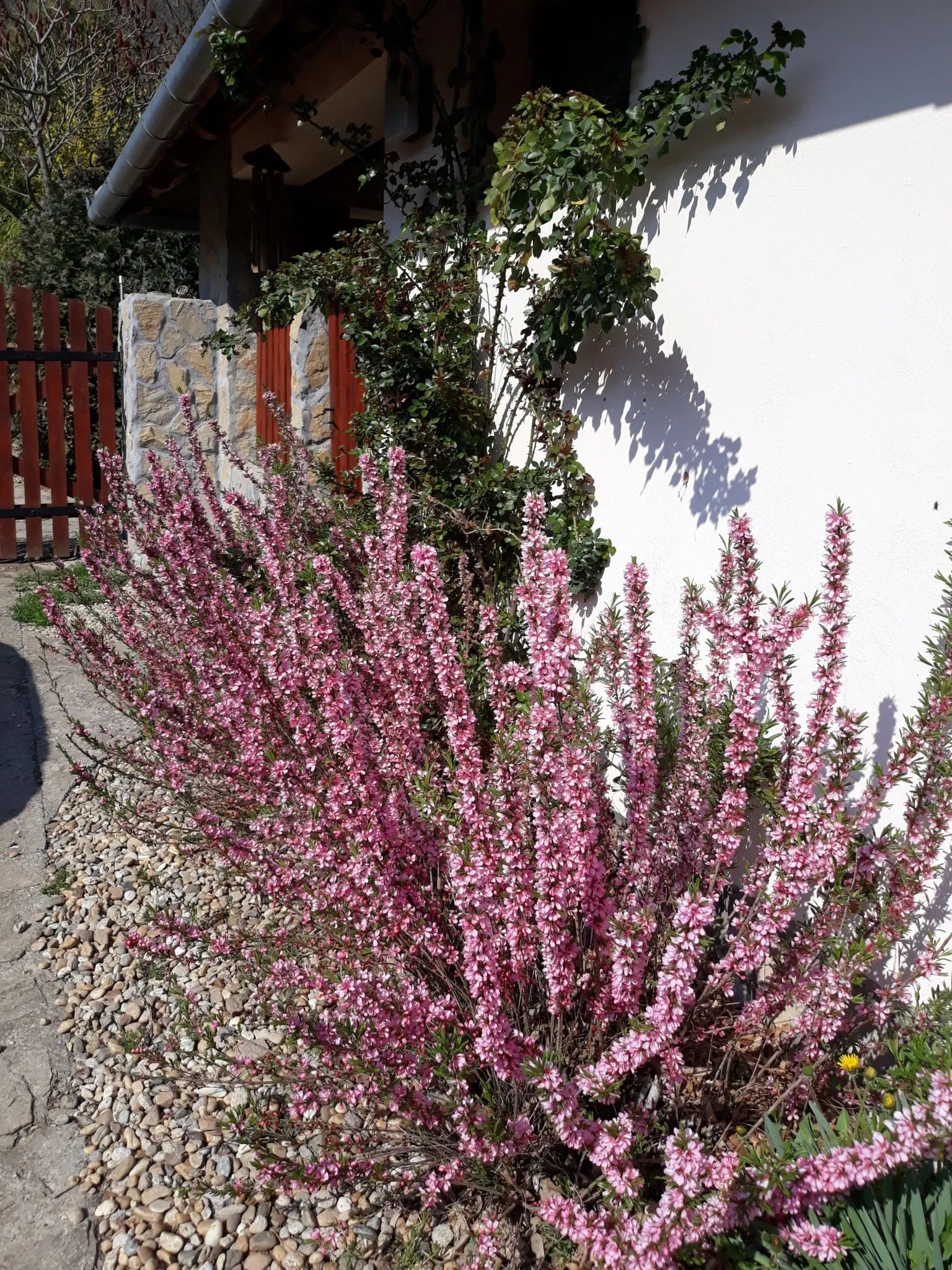Szintai Vendégház Szálka - foto 6