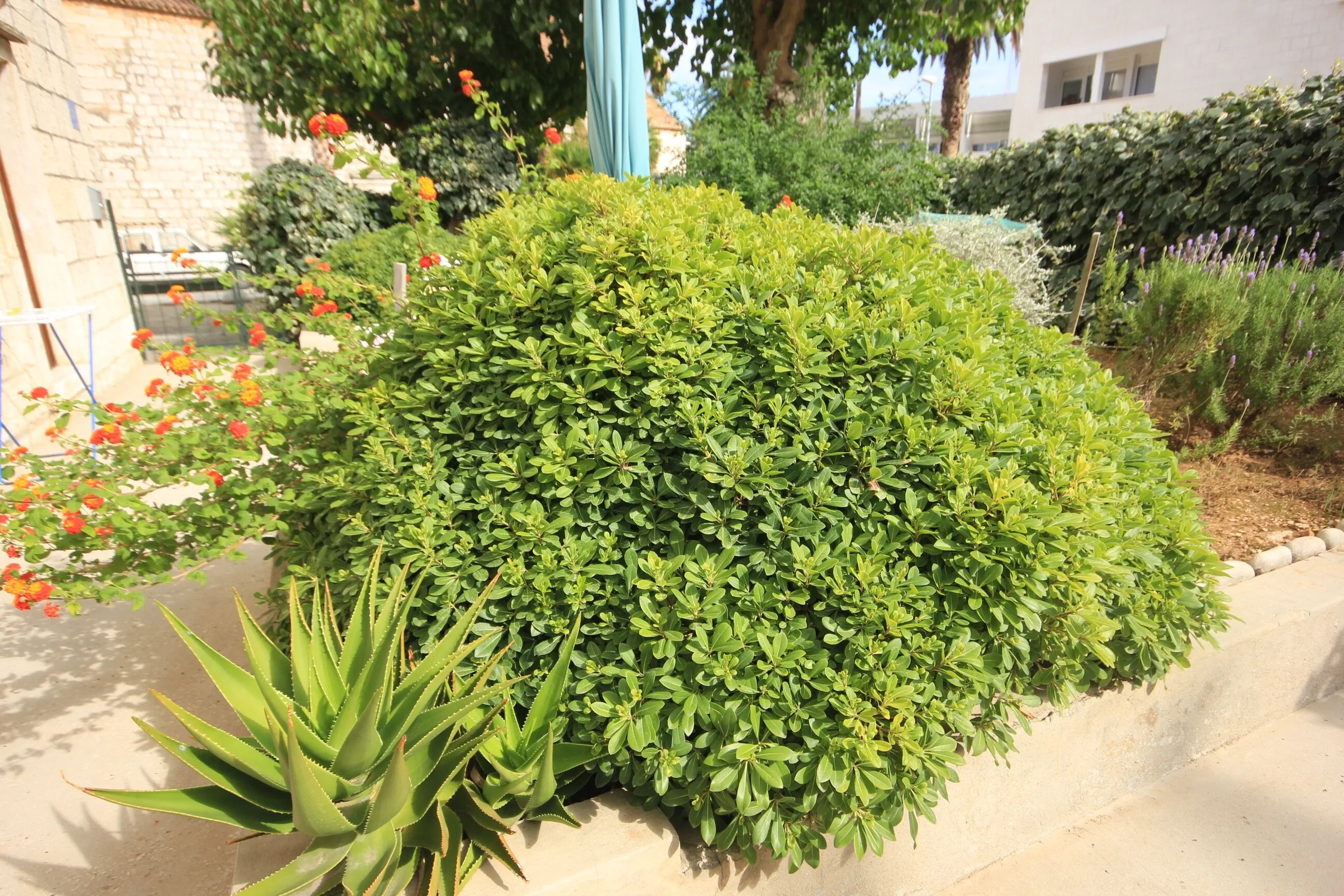 Apartments By The Sea Vis - 1170 – Vis, Croația