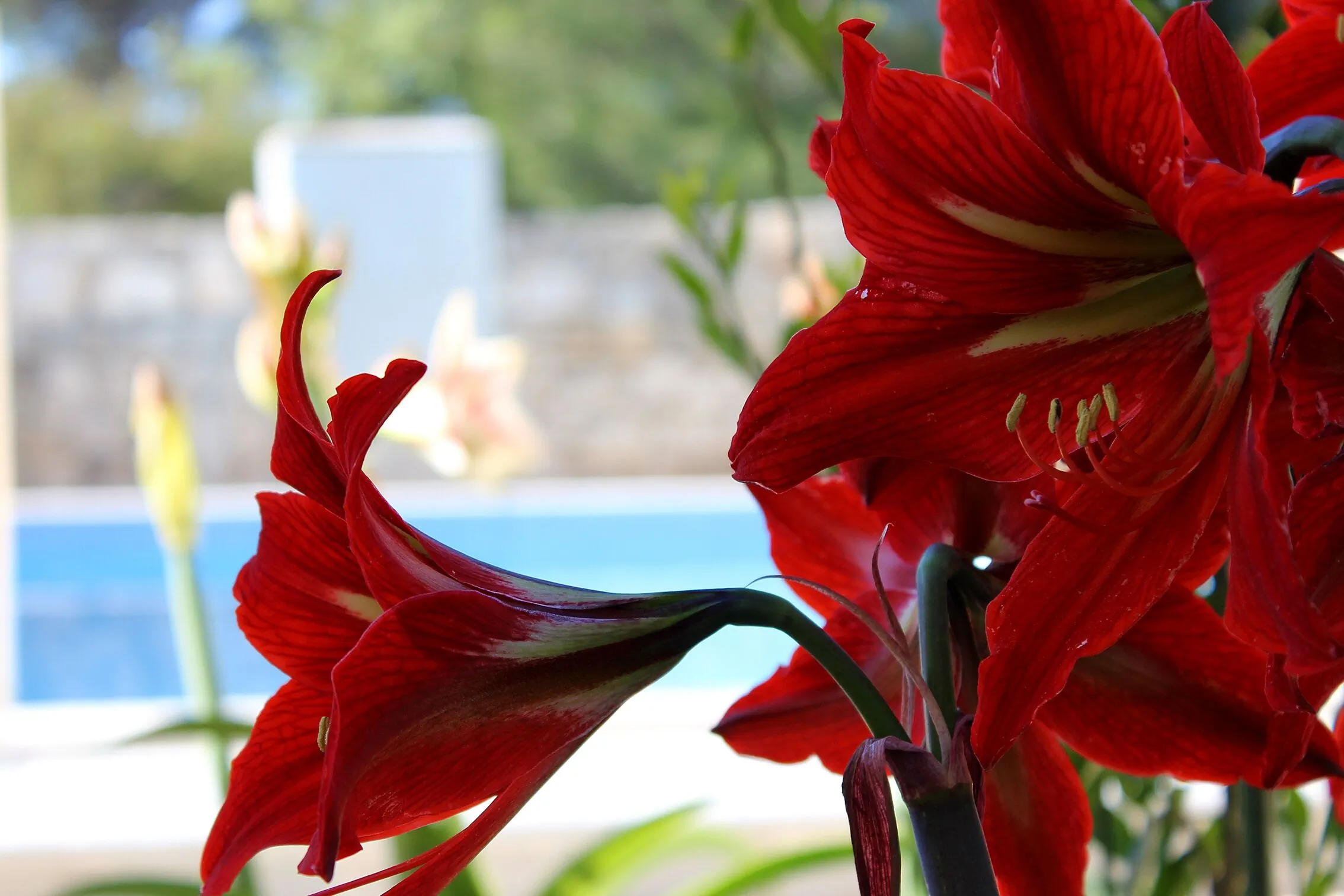 Family-friendly Apartments With Swimming Pool Rogač, Šolta - 5183 Rogač – Rogač, Croația