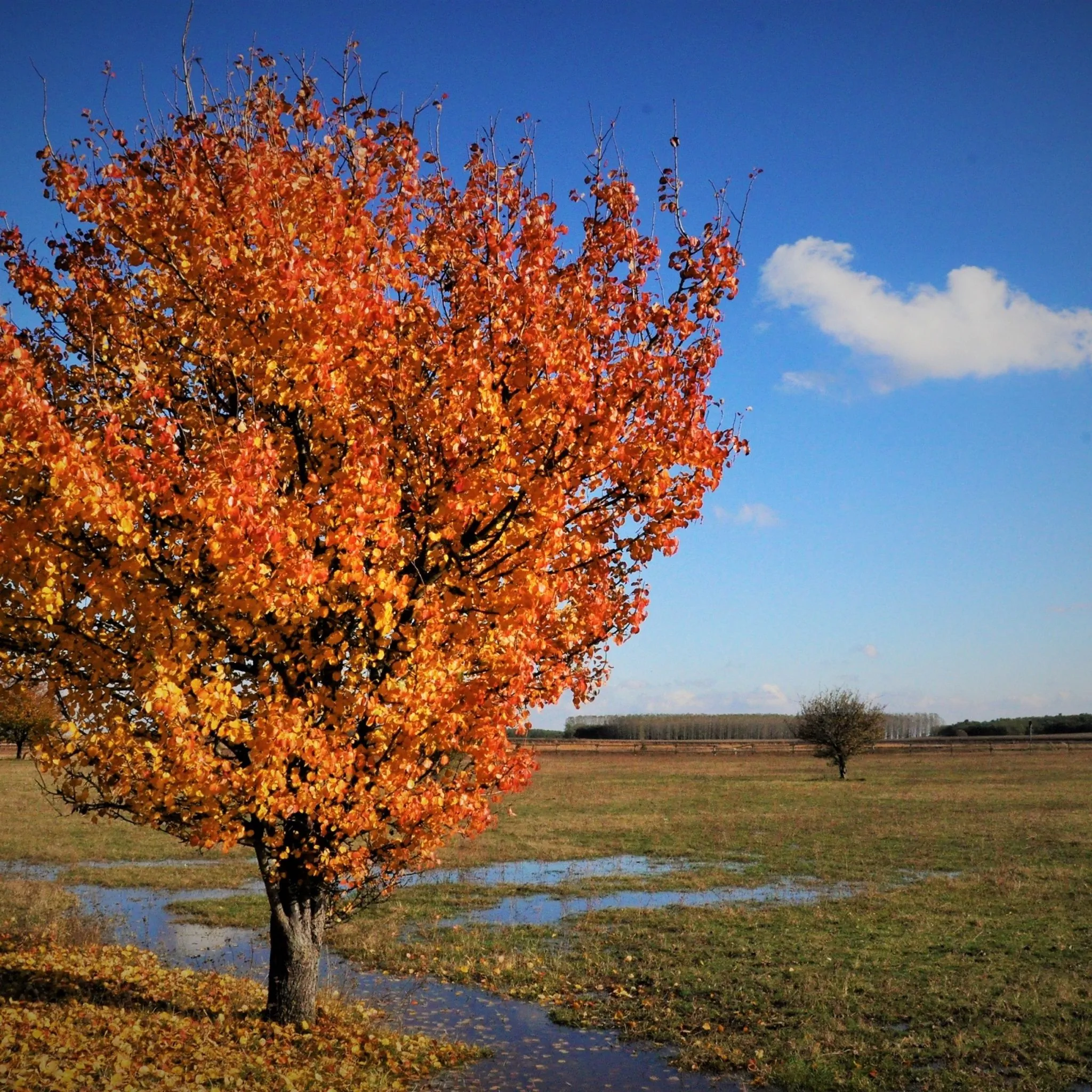 Szőke Rét Vendégház Hajdúbagos - foto 8