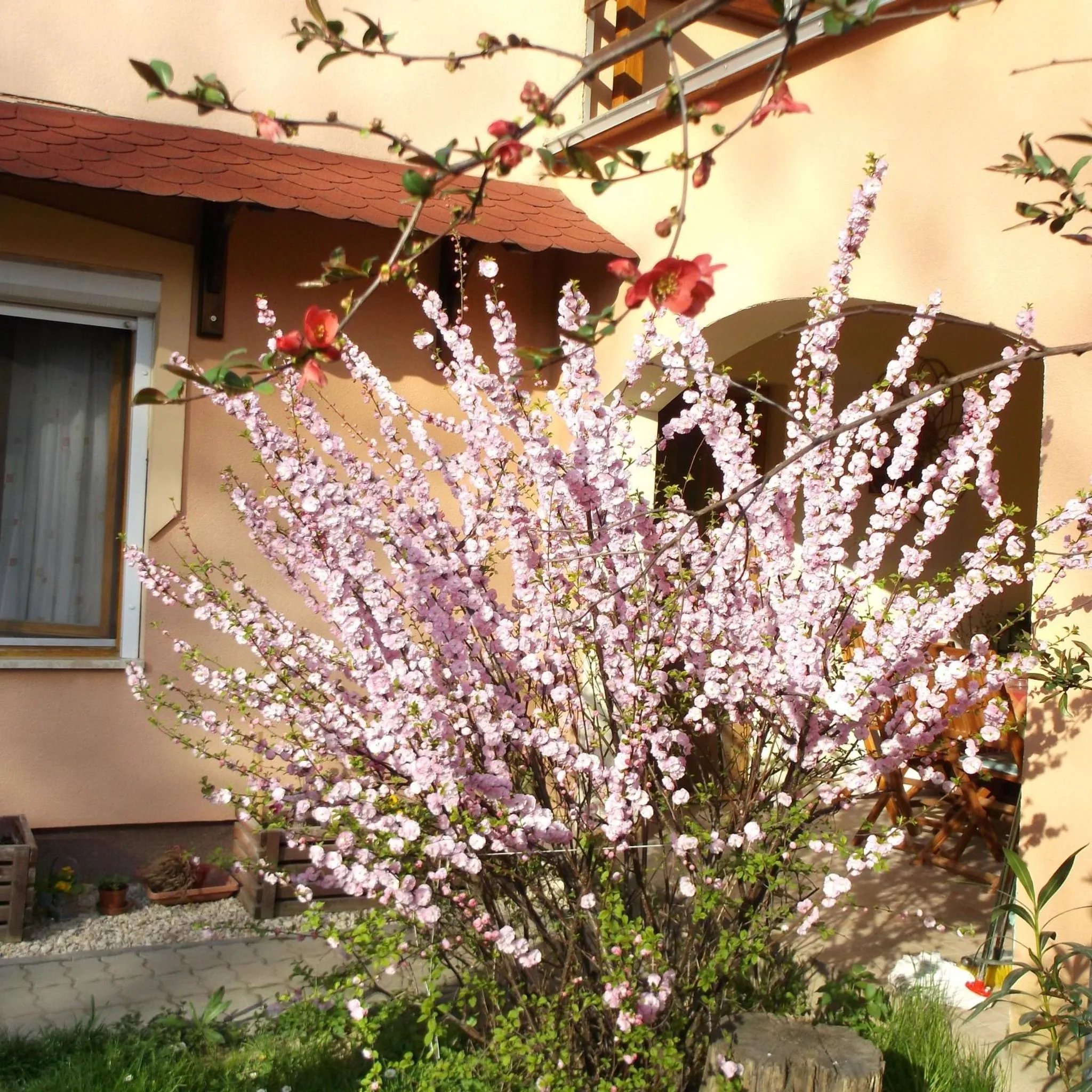 Rózsa Vendégház Szálka - foto 1